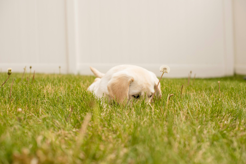 PuppySpot Discount Code - Latest coupons for September 2024